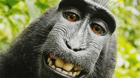 monkey images hd|monkey background images.